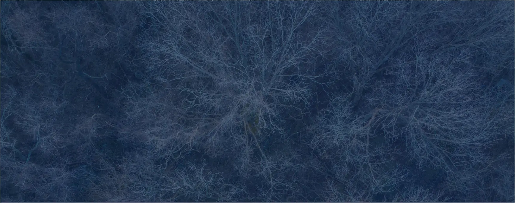 Aerial view of a dark winter forest
