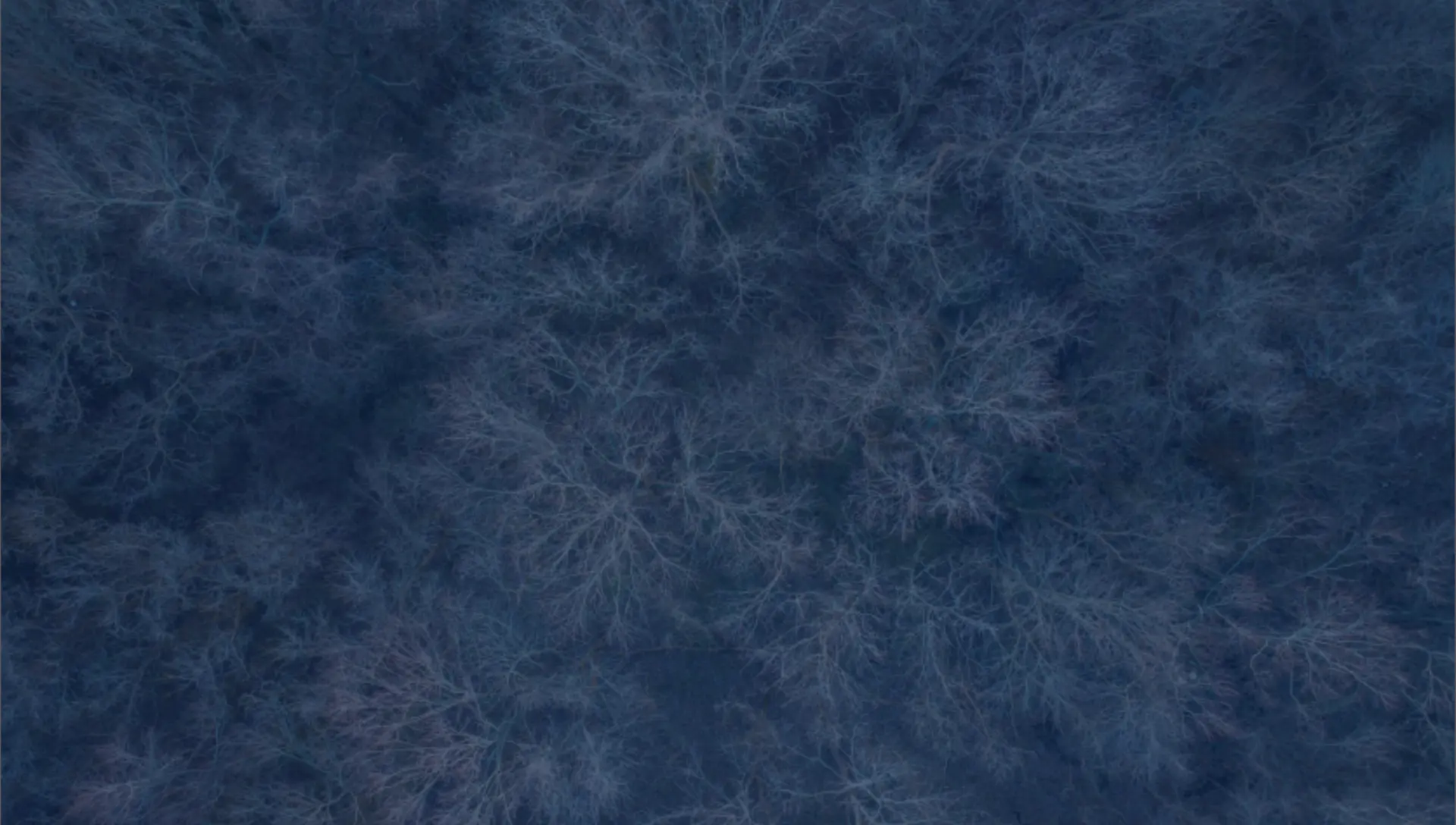 Aerial view of a dark winter forest